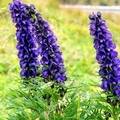 народное поверье 8 букв