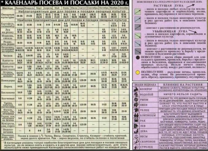 когда сеять капусту по народным приметам