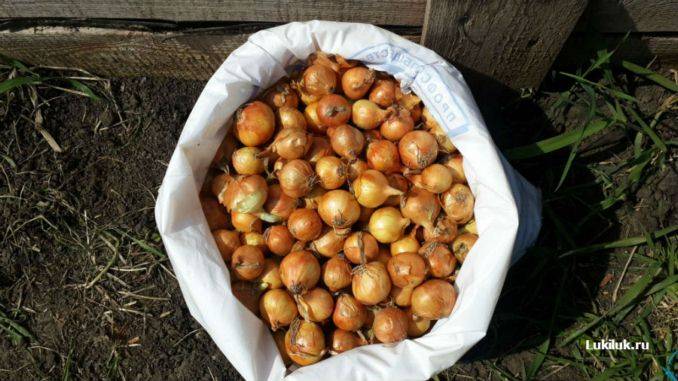 народные приметы посадки лука севка