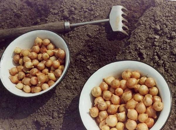 народные приметы посадки лука севка