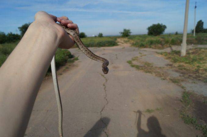 к чему снится змея