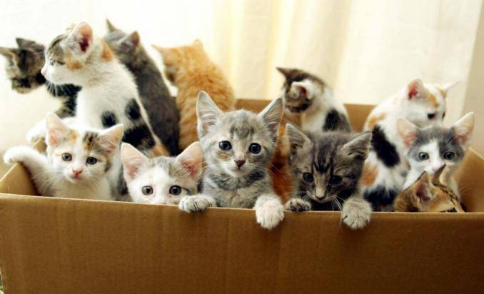 к чему снятся котята