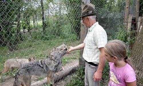 к чему снятся волки