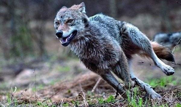 к чему снятся волки