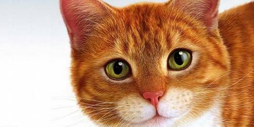 к чему снится кот