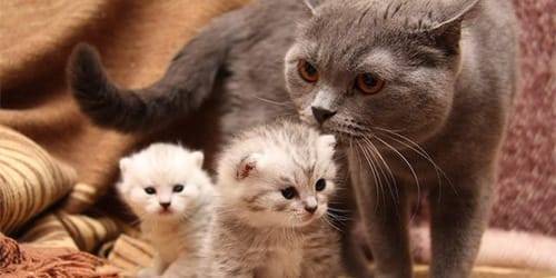 к чему снятся кошки и котята женщине