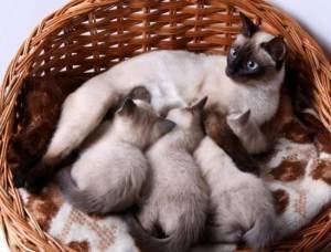 к чему снятся кошки и котята женщине